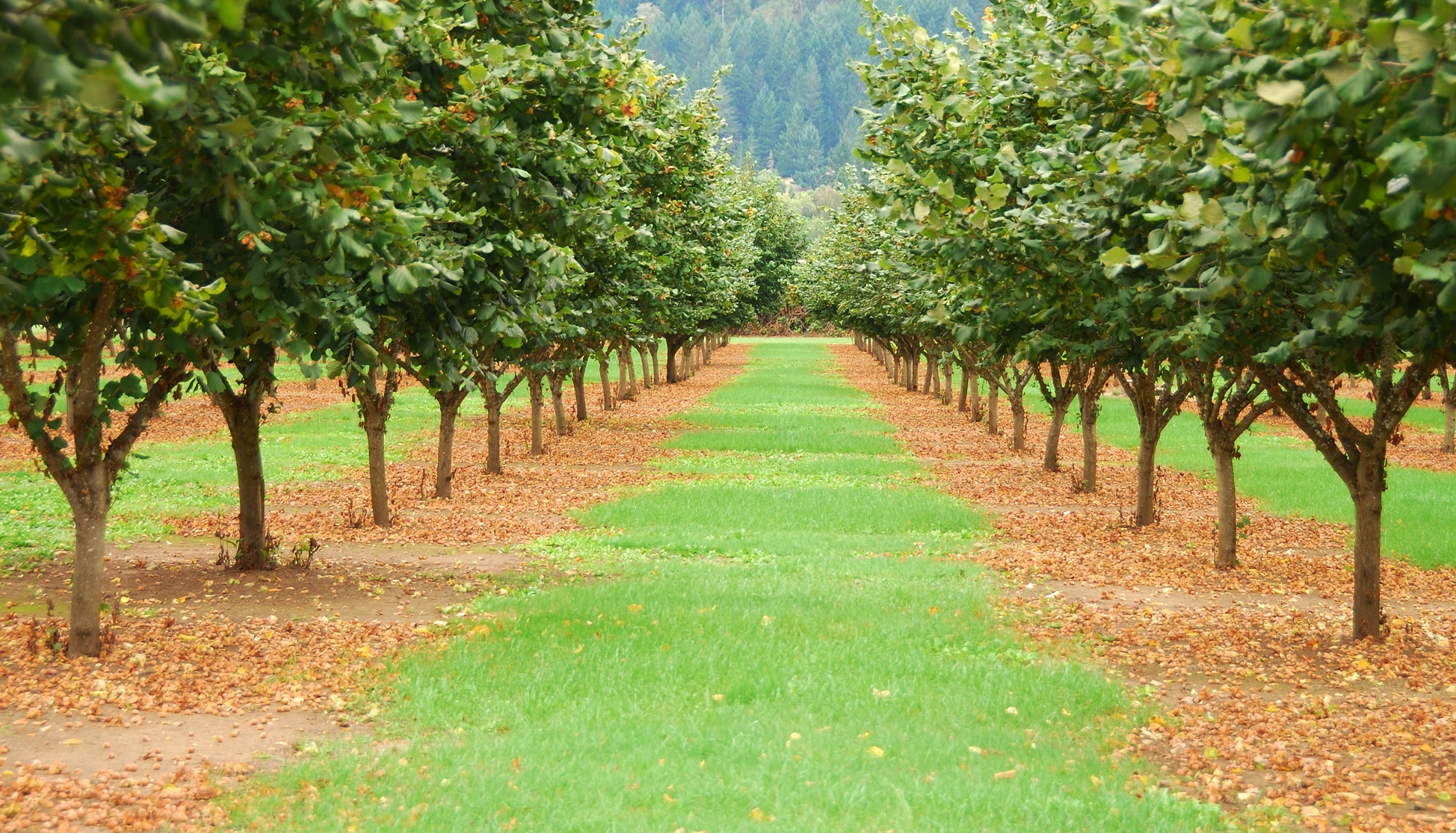 Truffle Seasons Background